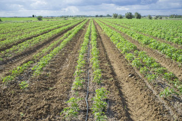 vishakha-irrigation